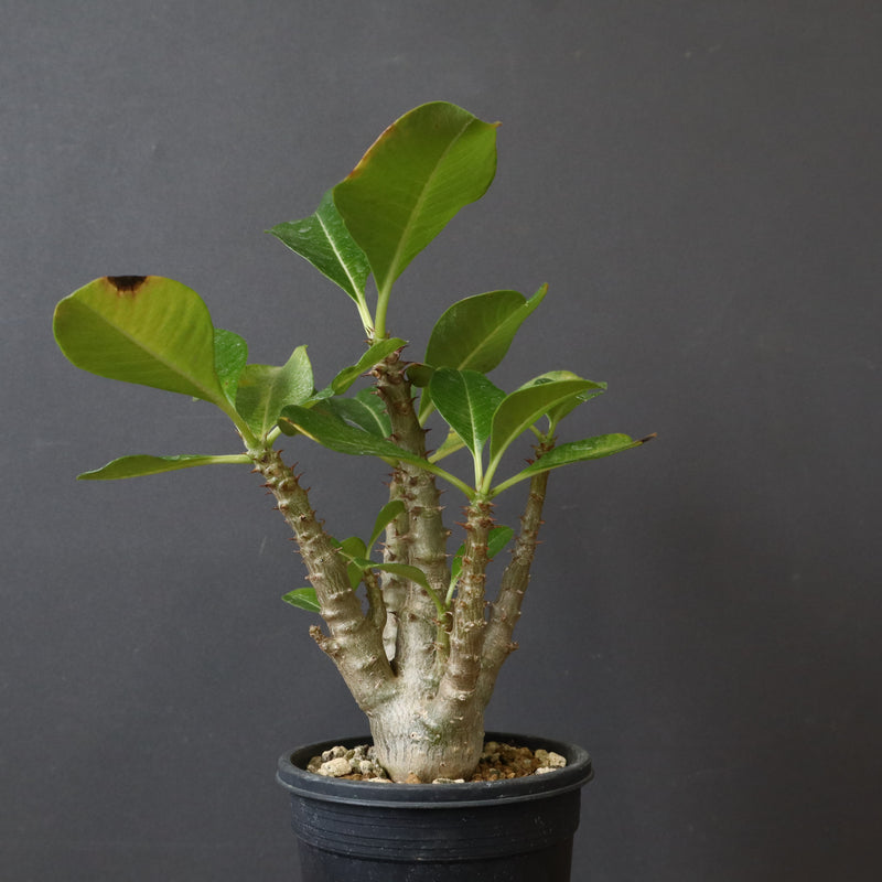 P.ウィンゾリー（実生）51