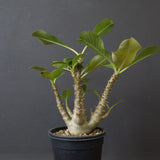 P.ウィンゾリー（実生）51