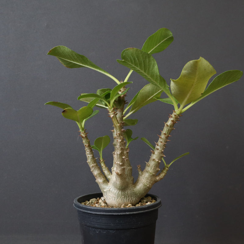 P.ウィンゾリー（実生）51