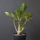 P.ウィンゾリー（実生）51