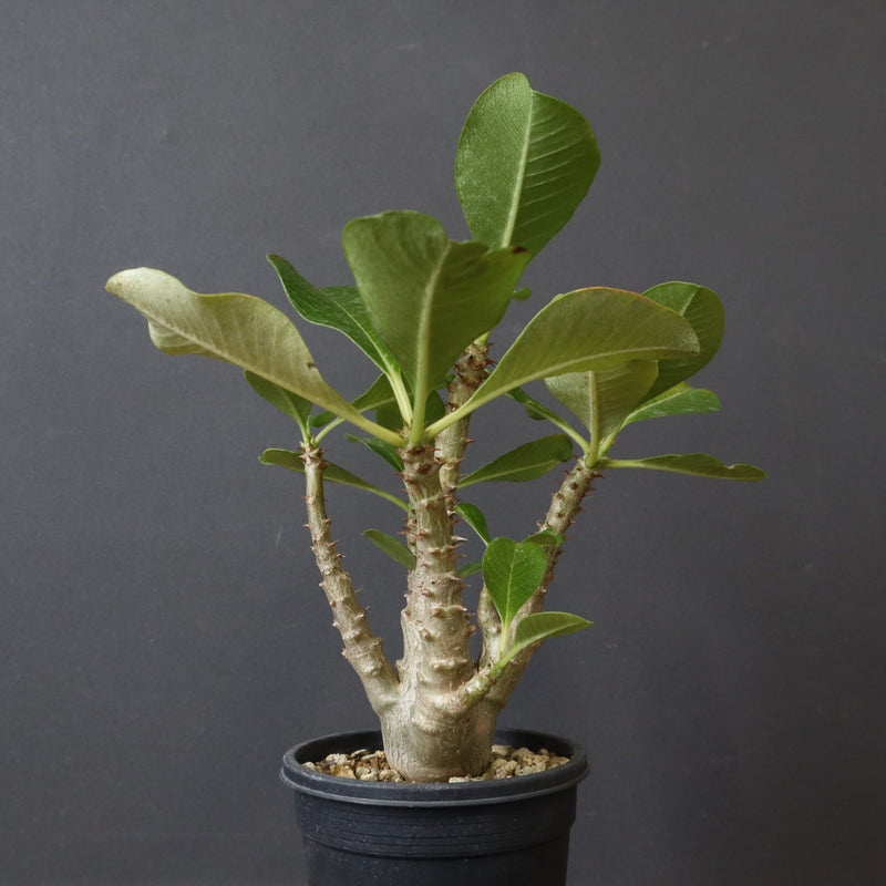 P.ウィンゾリー（実生）51