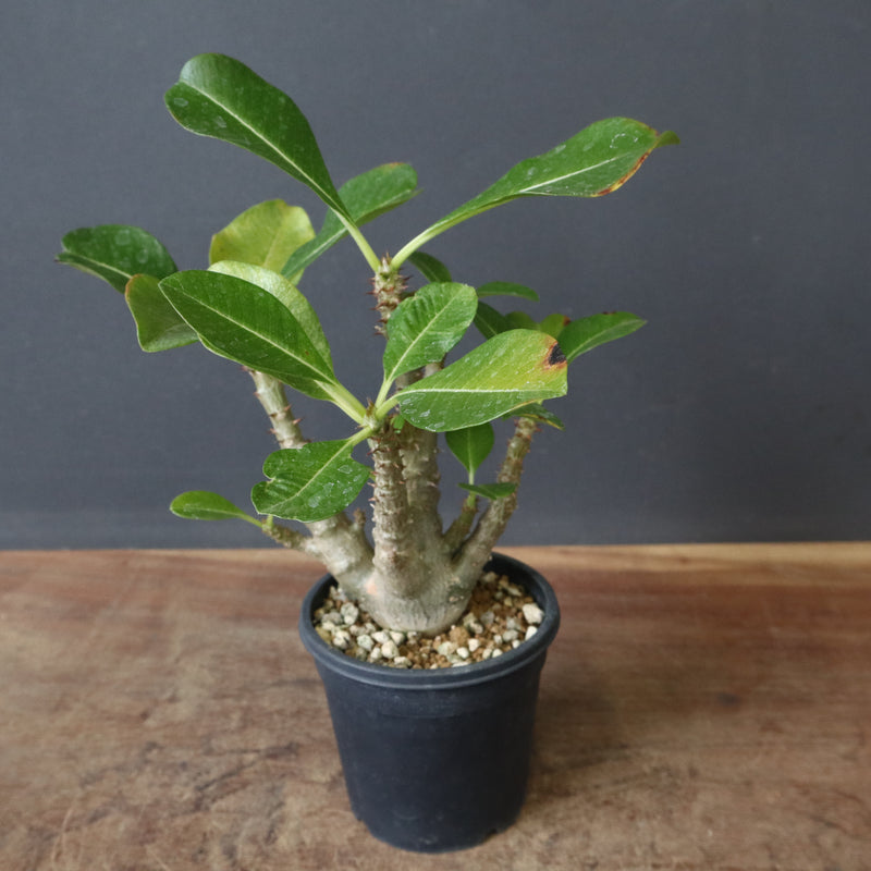 P.ウィンゾリー（実生）51