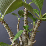 P.ウィンゾリー（実生）51