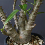 P.ウィンゾリー（実生）51