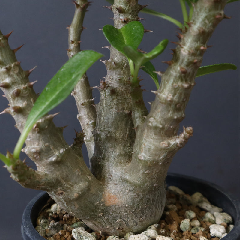 P.ウィンゾリー（実生）51