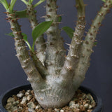 P.ウィンゾリー（実生）51