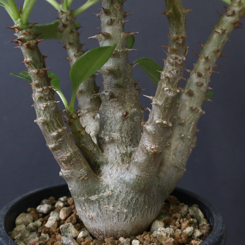 P.ウィンゾリー（実生）51