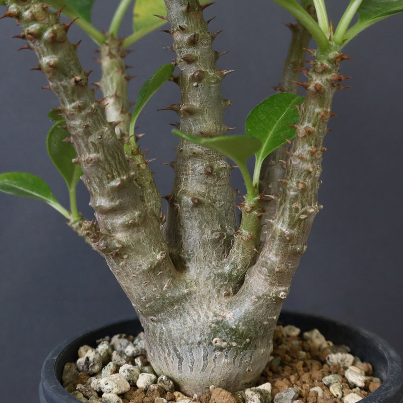 P.ウィンゾリー（実生）51