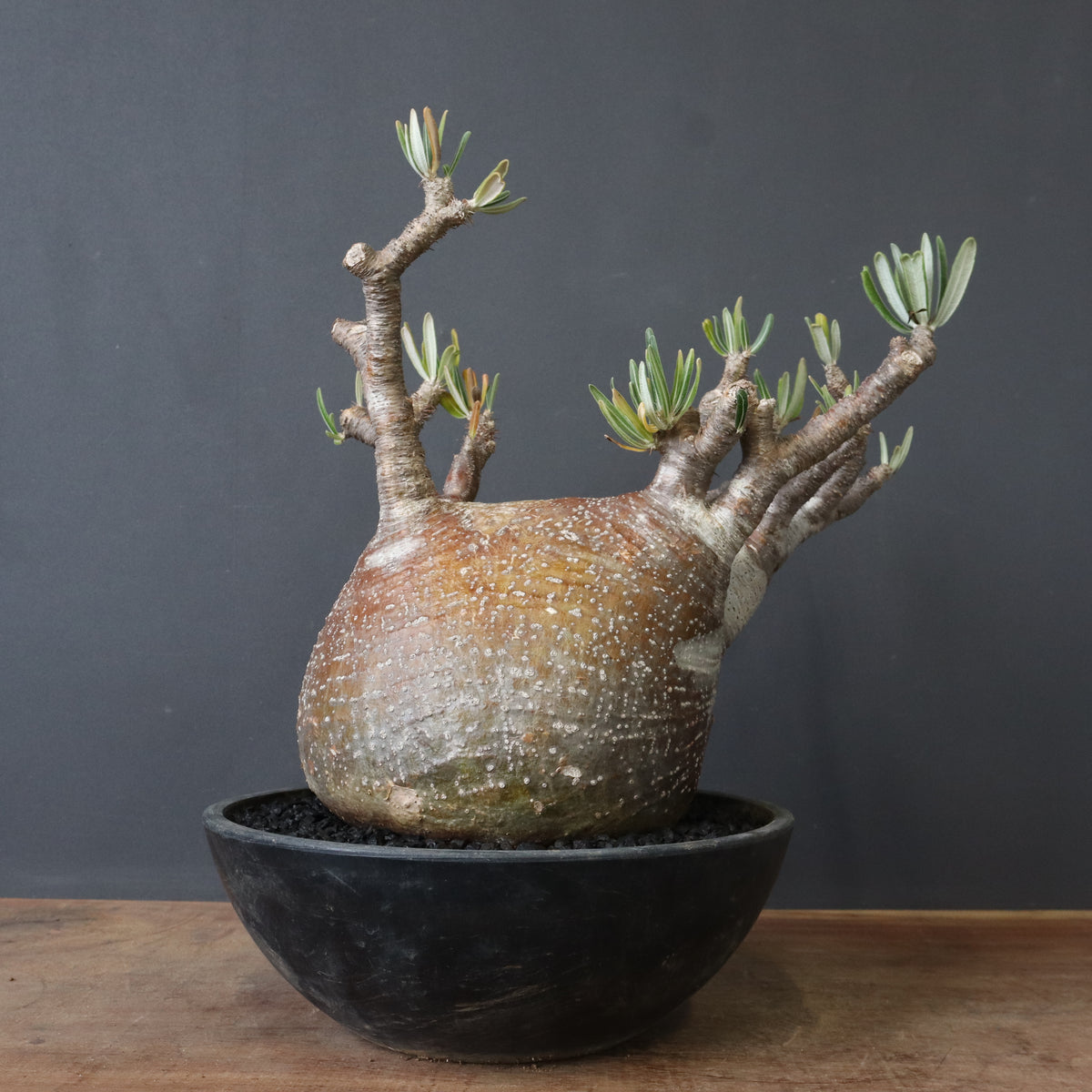 塊根植物 – 2ページ目 – TaiShoDo ONLINE SHOP