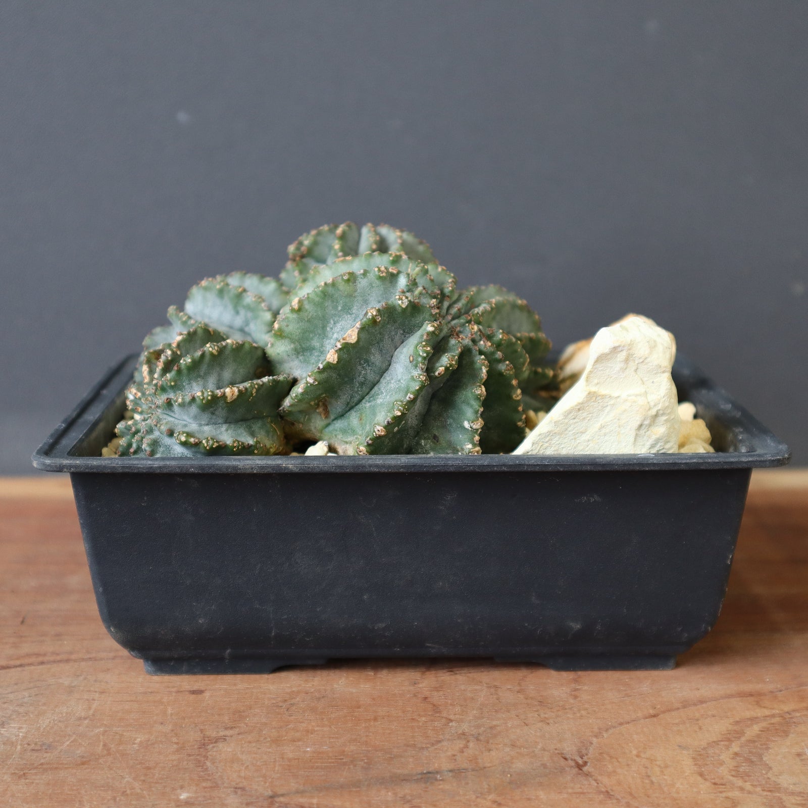 ユーフォルビアホリダhyb 群生　ハビタットスタイル ユーフォルビアホリダhyb 群生 ハビタットスタイル