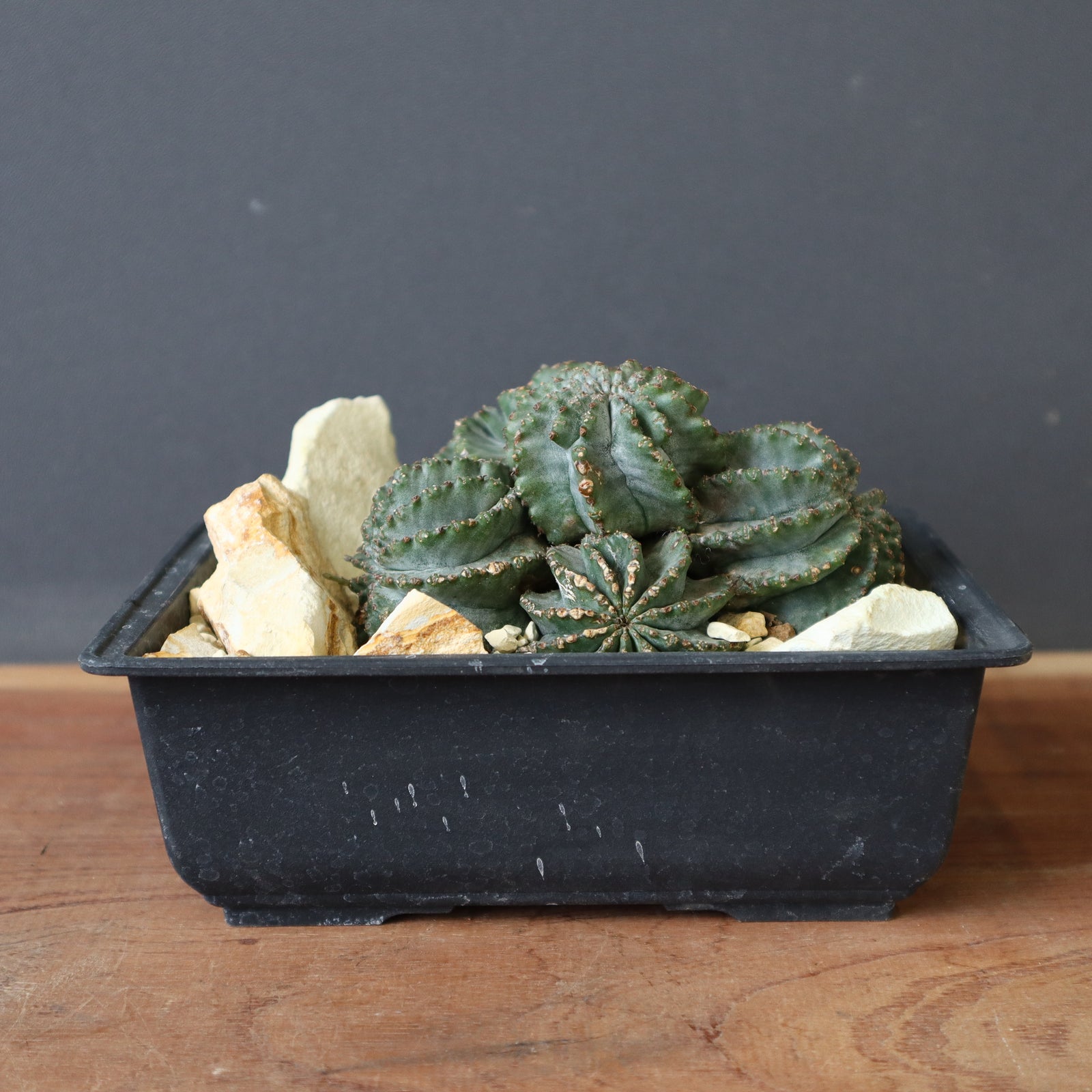 E.ホリダ群生（ハビタットスタイル） 2 – TaiShoDo ONLINE SHOP