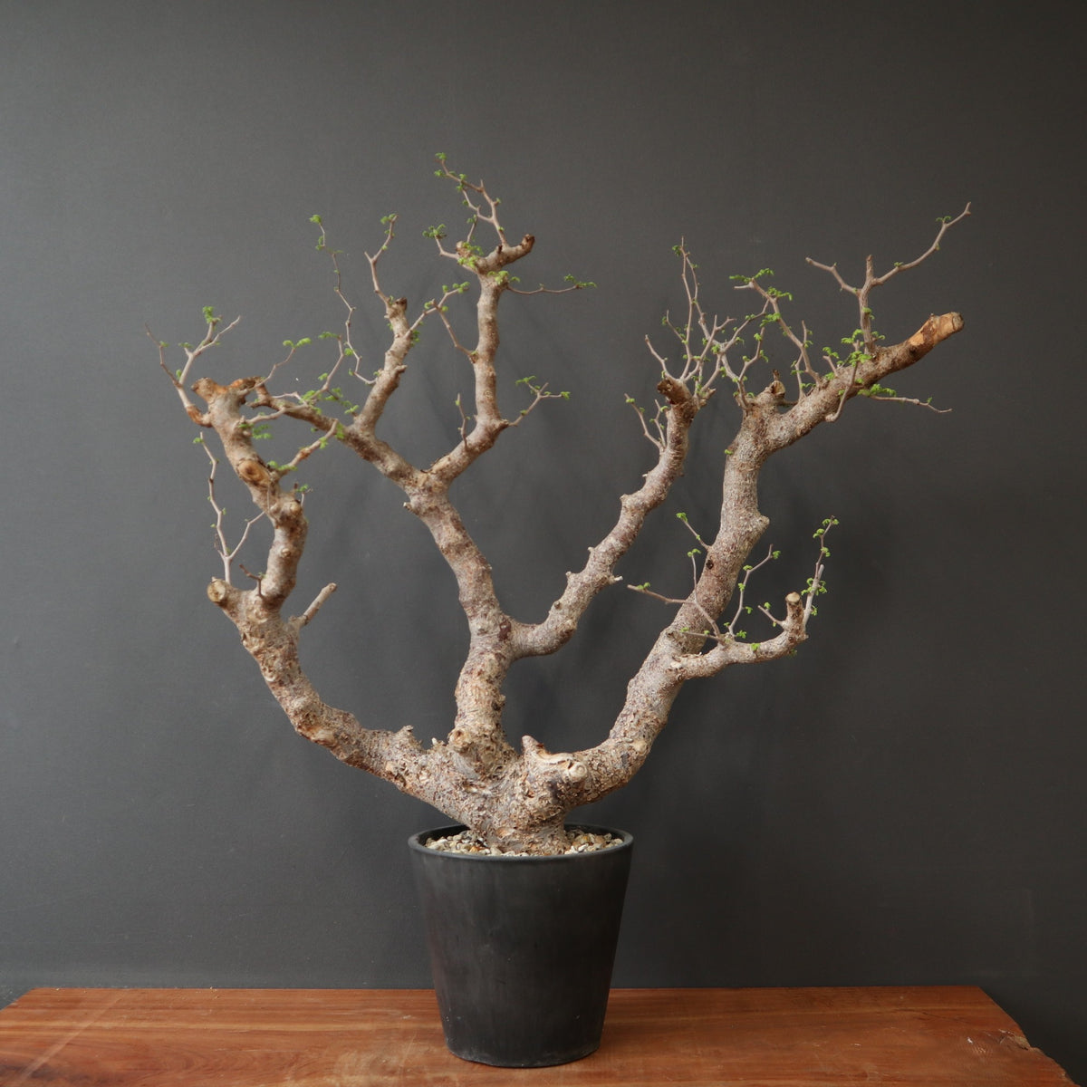 塊根植物 – 14ページ目 – TaiShoDo ONLINE SHOP
