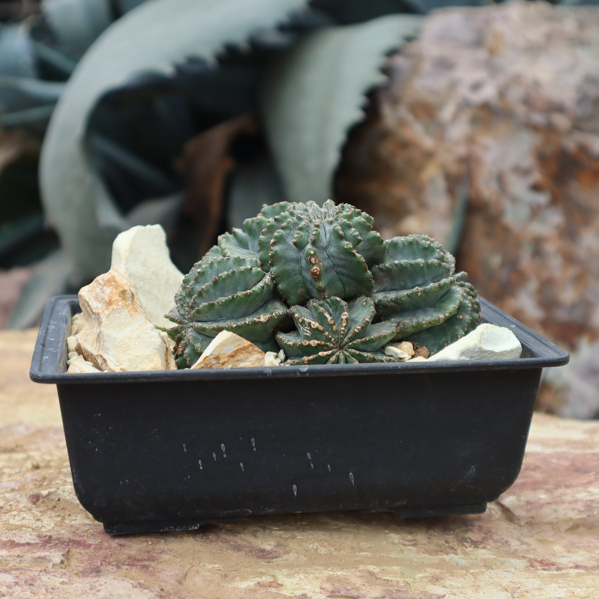 ユーフォルビア – TaiShoDo ONLINE SHOP