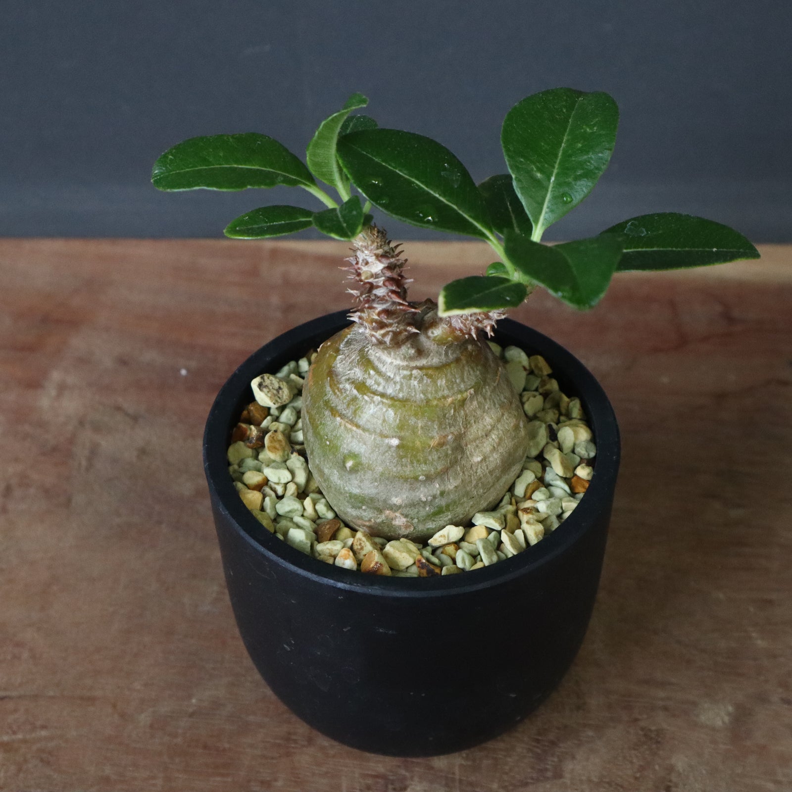 ウインゾリー　いいサイズです。 P.ウィンゾリー 76 – TaiShoDo ONLINE SHOP