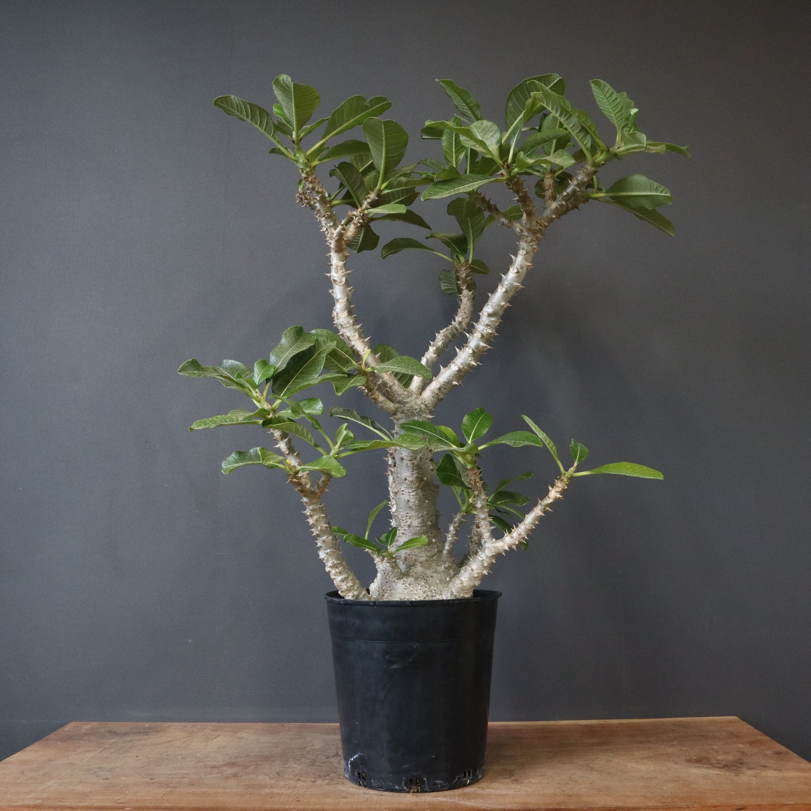 P・ウィンゾリー （実生） 74 – TaiShoDo ONLINE SHOP