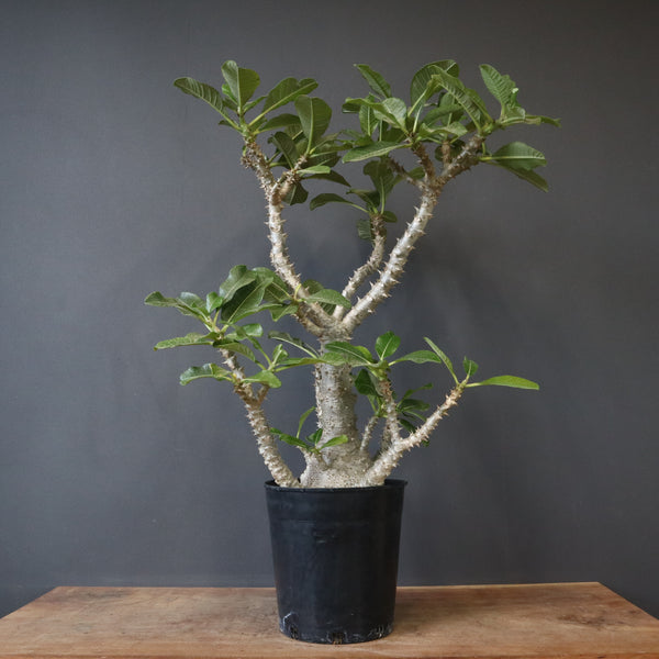 P・ウィンゾリー （実生） 74