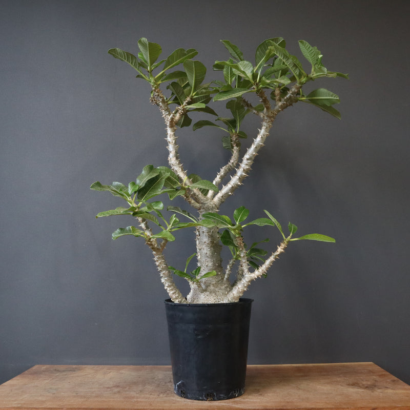 P・ウィンゾリー （実生） 74