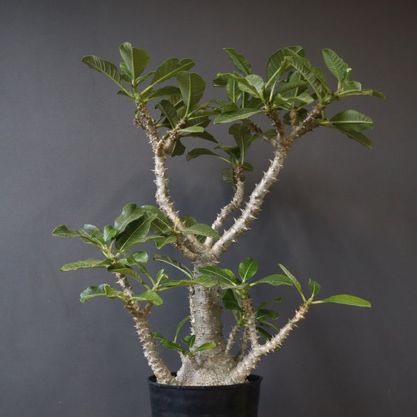 P・ウィンゾリー （実生） 74