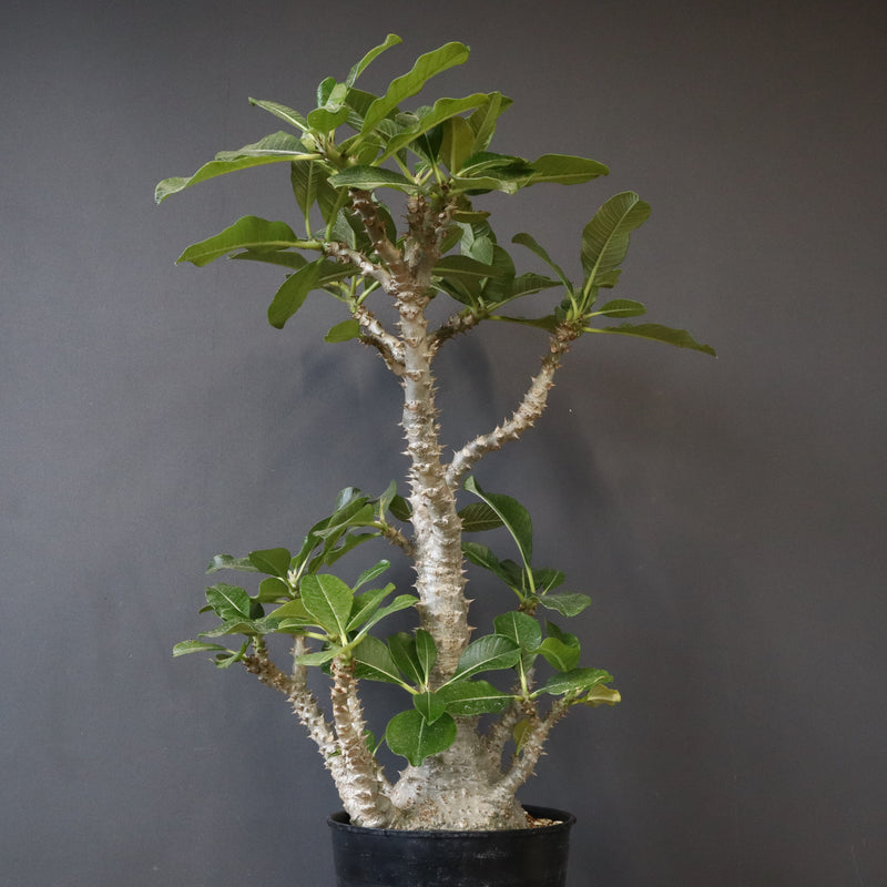 P・ウィンゾリー （実生） 74