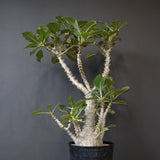 P・ウィンゾリー （実生） 74