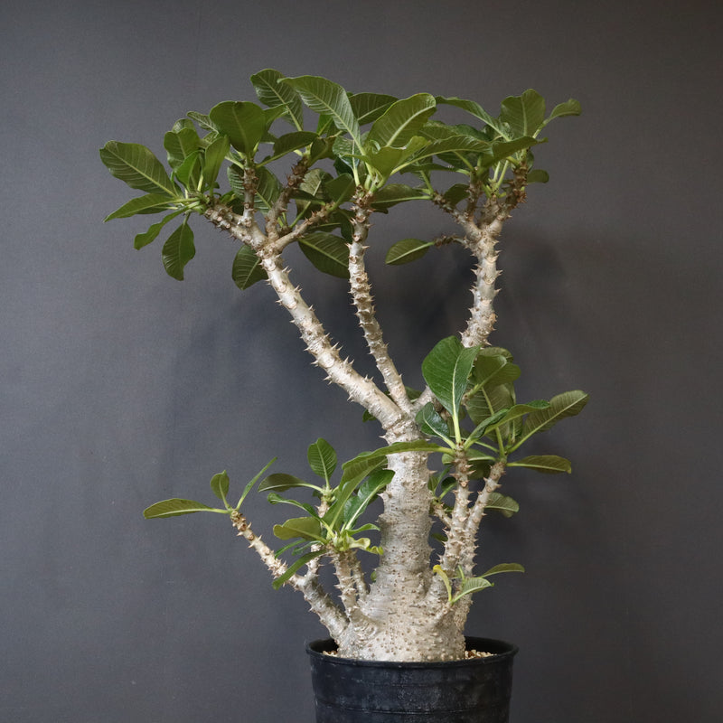 P・ウィンゾリー （実生） 74