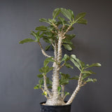 P・ウィンゾリー （実生） 74