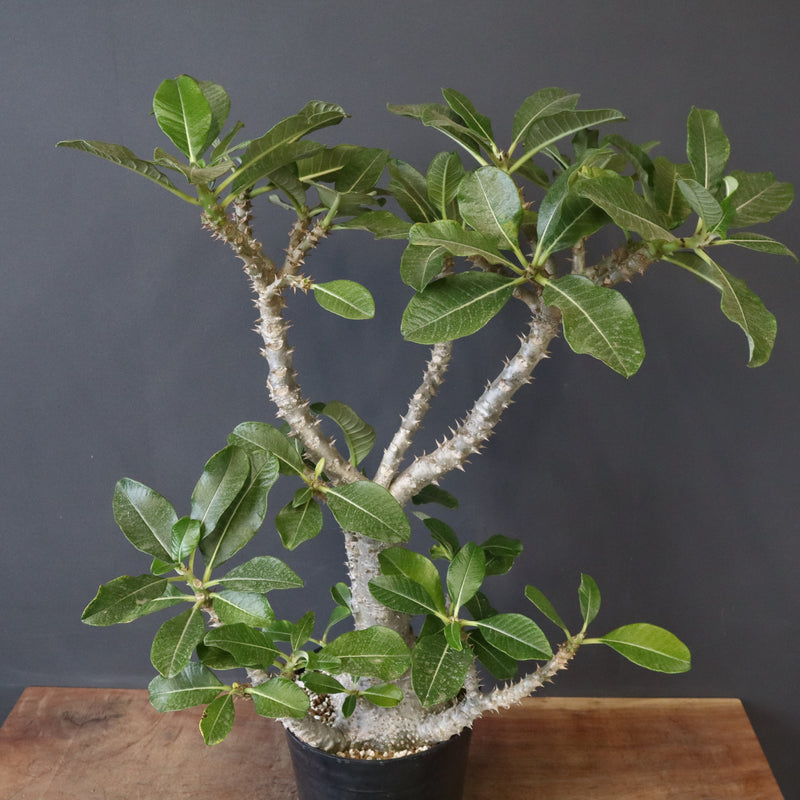 P・ウィンゾリー （実生） 74