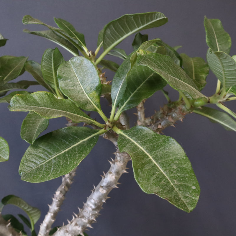 P・ウィンゾリー （実生） 74