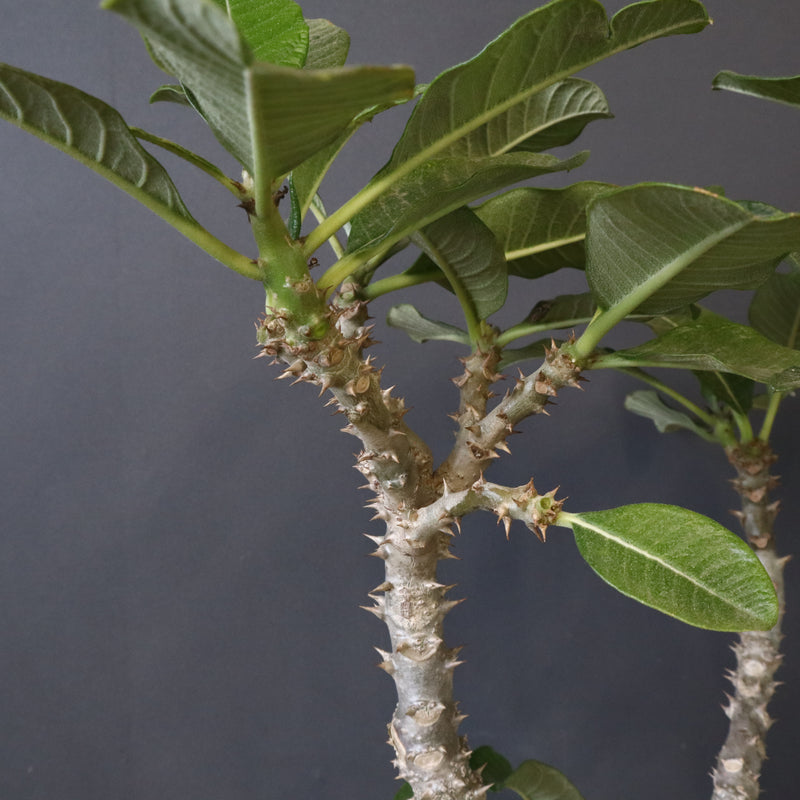 P・ウィンゾリー （実生） 74