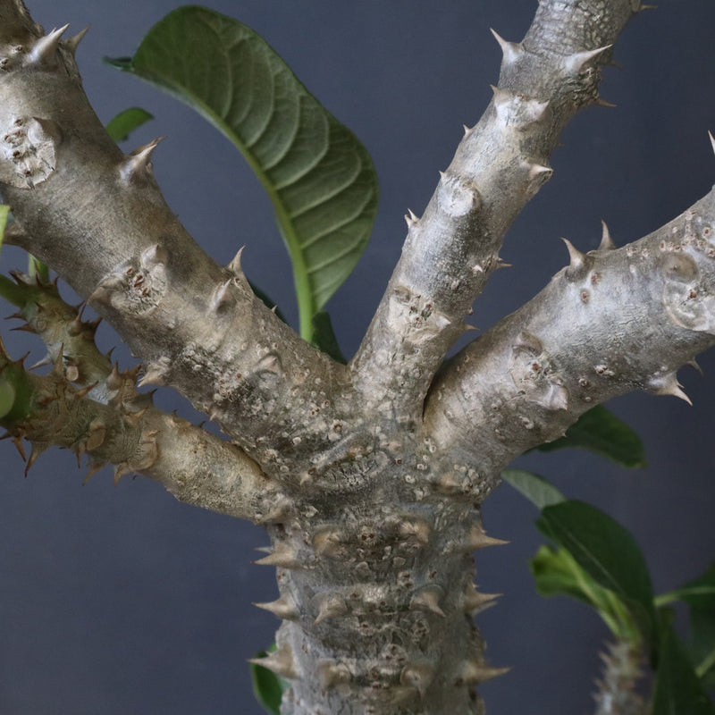 P・ウィンゾリー （実生） 74