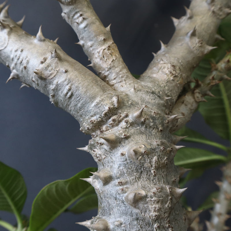 P・ウィンゾリー （実生） 74