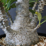 P・ウィンゾリー （実生） 74