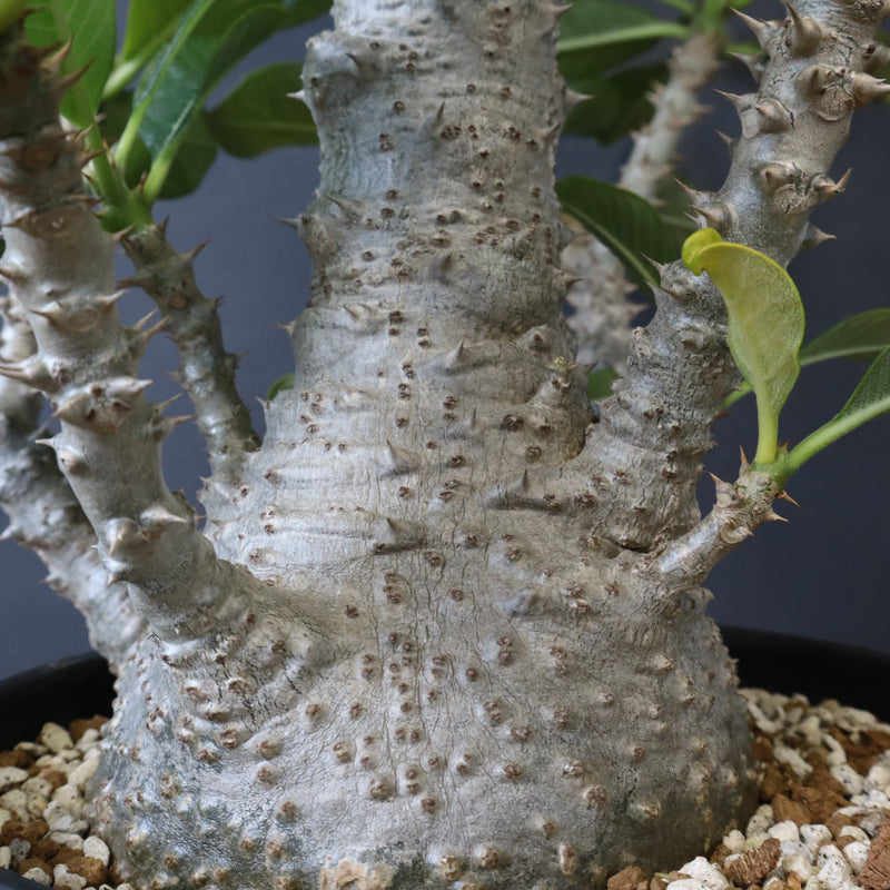 P・ウィンゾリー （実生） 74