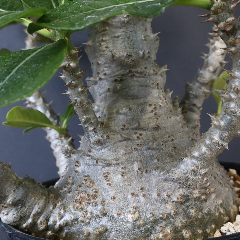 P・ウィンゾリー （実生） 74