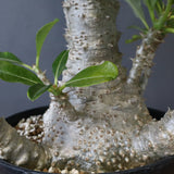 P・ウィンゾリー （実生） 74