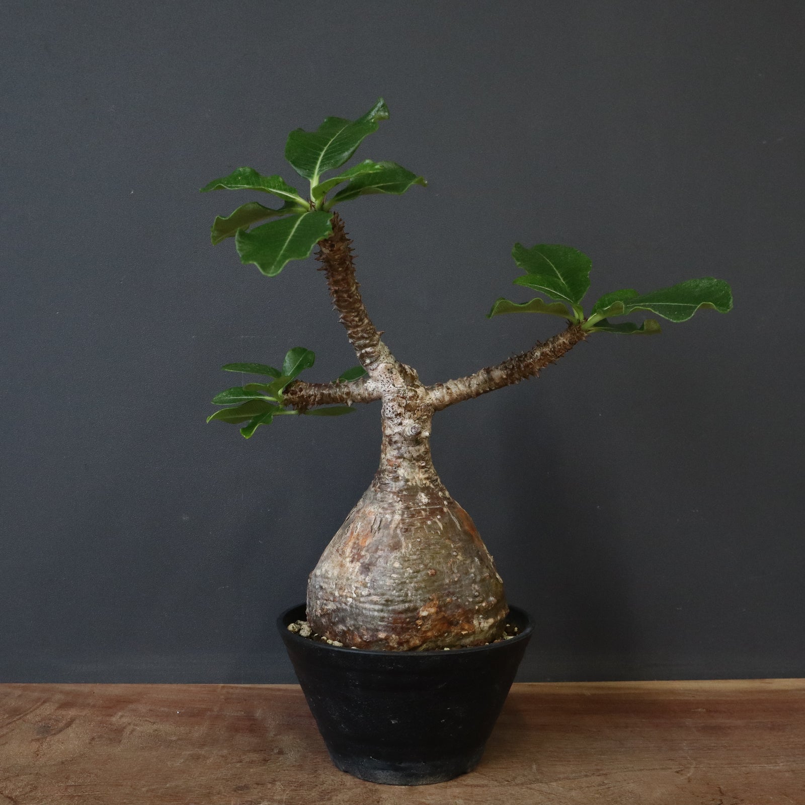 P.ウィンゾリー 81 – TaiShoDo ONLINE SHOP