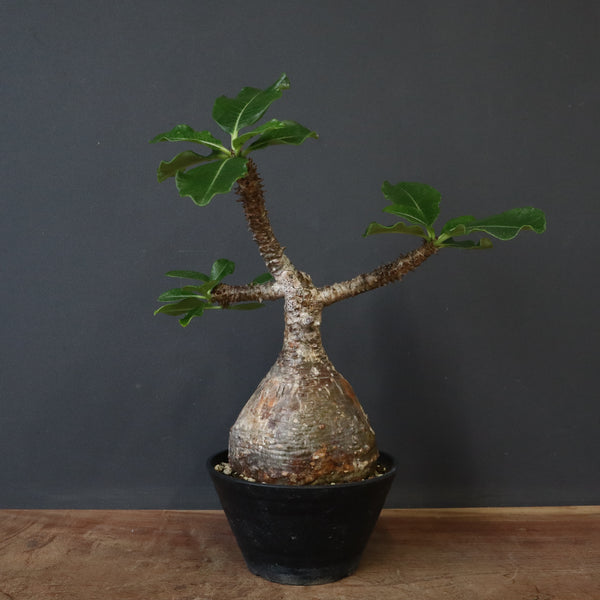 IMG_5090_1e33d03e-959b-4c44-