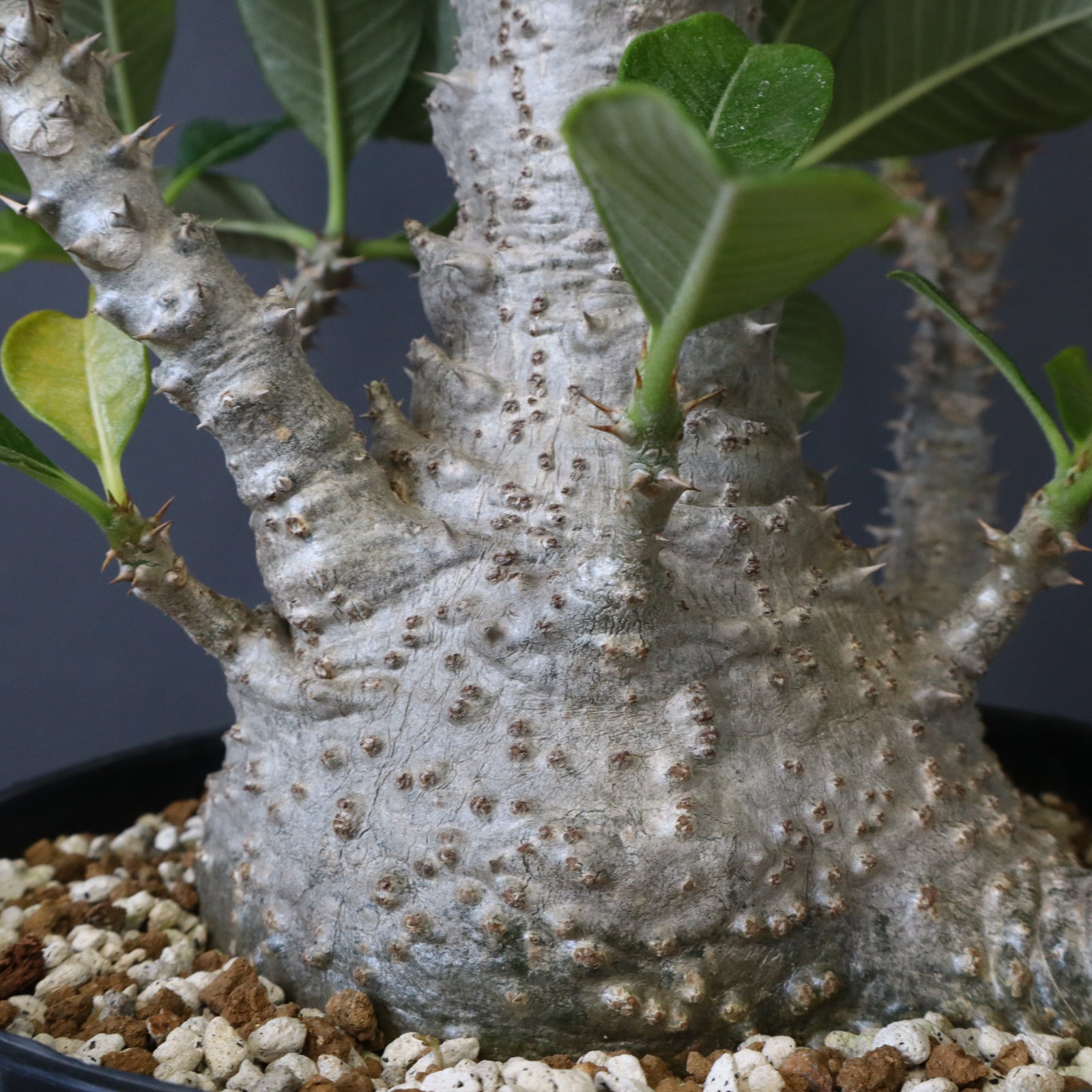 P・ウィンゾリー （実生） 74 – TaiShoDo ONLINE SHOP