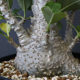 P・ウィンゾリー （実生） 74