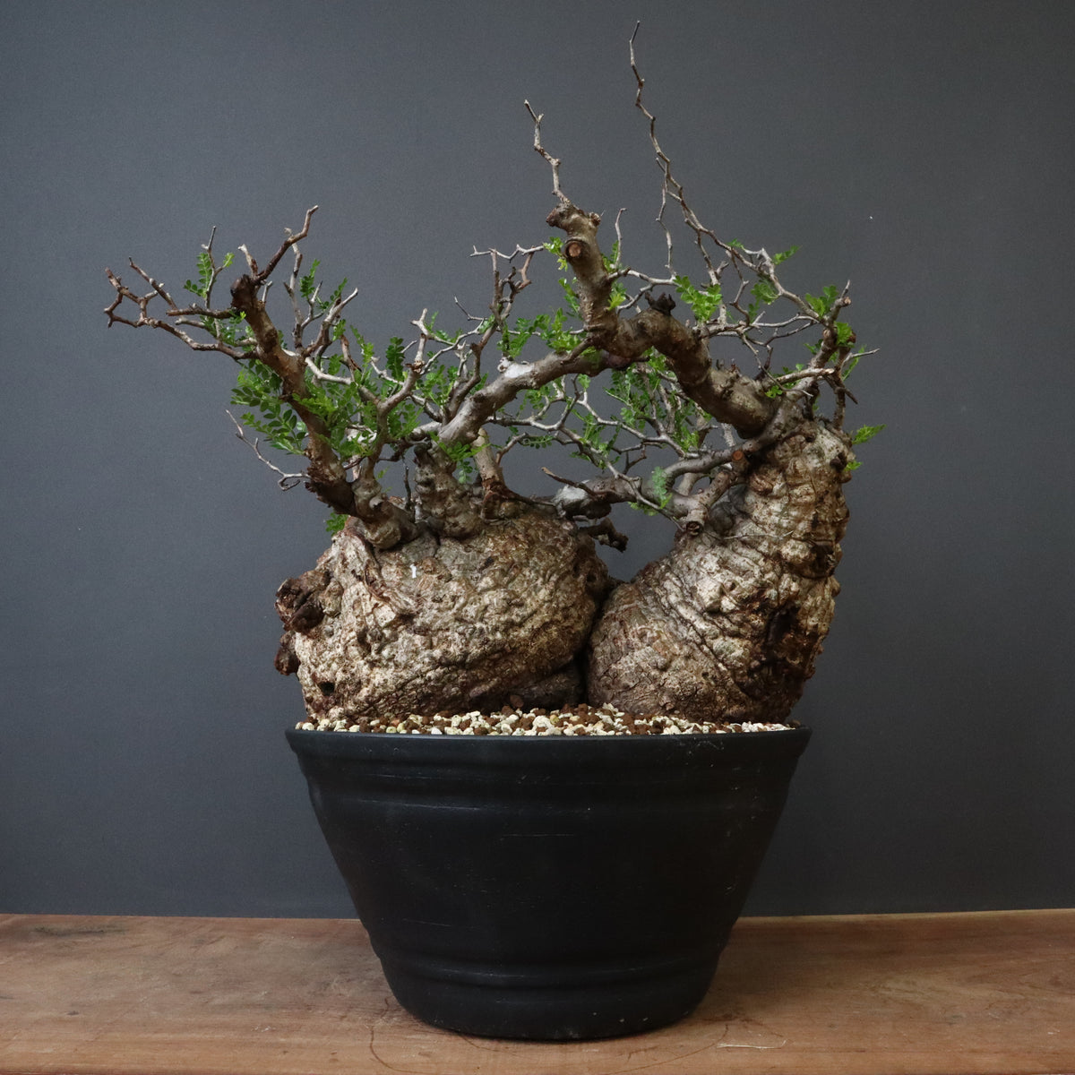 よ*☆様 【特選株】オペルクリカリア・パキプス54 オペルクリカリア・パキプス – TaiShoDo ONLINE SHOP