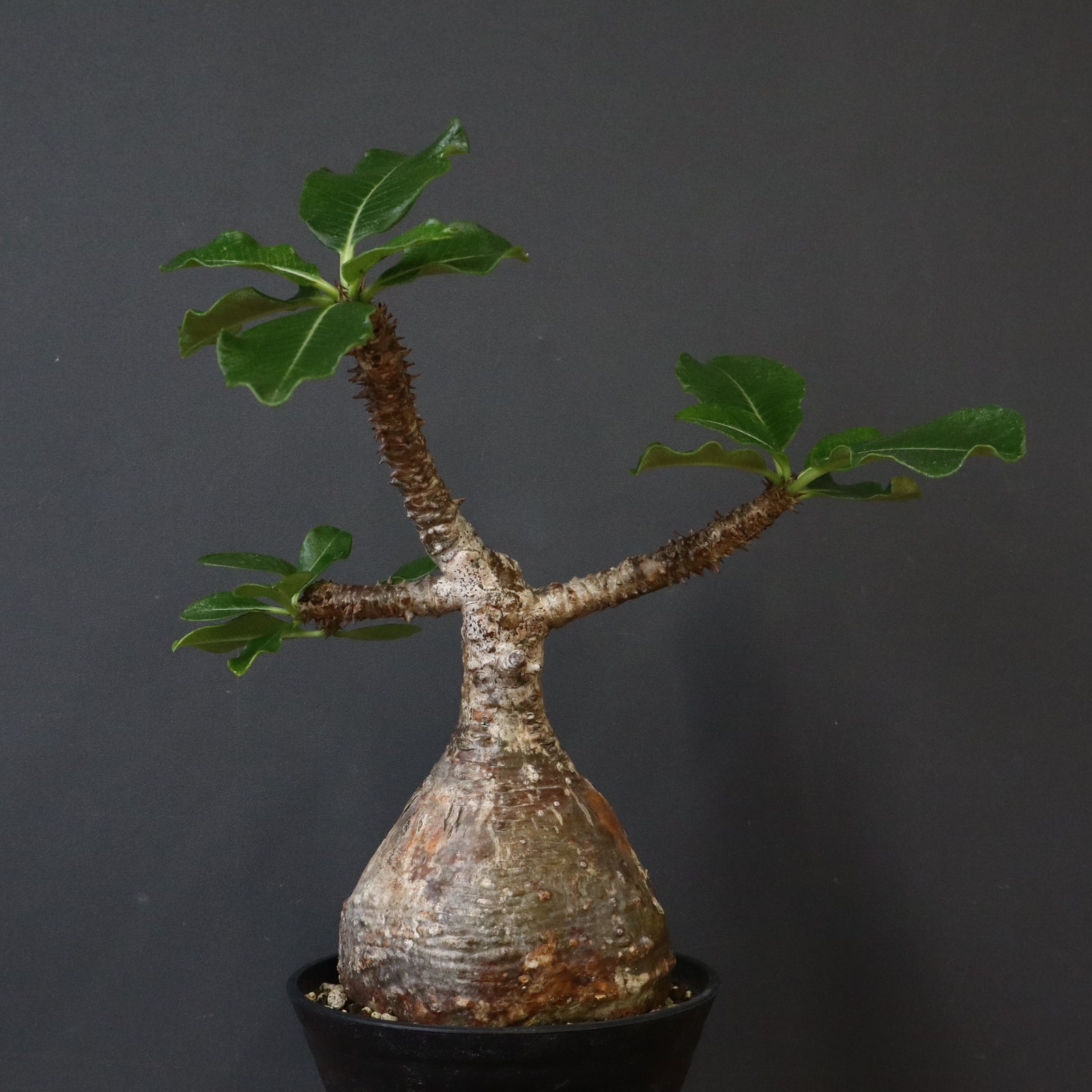 P.ウィンゾリー 81 – TaiShoDo ONLINE SHOP