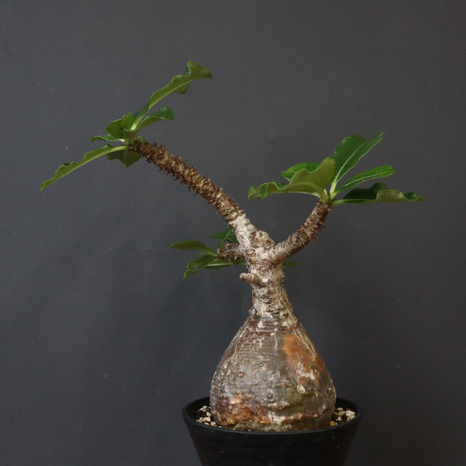 P.ウィンゾリー 81 – TaiShoDo ONLINE SHOP