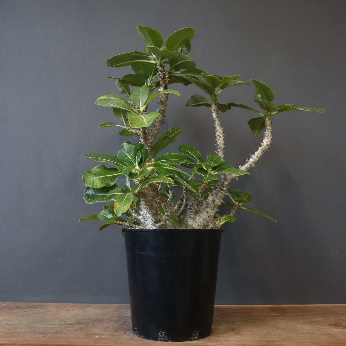 塊根植物 – 2ページ目 – TaiShoDo ONLINE SHOP