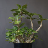 P・ウィンゾリー （実生） 75