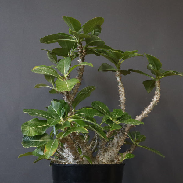 P・ウィンゾリー （実生） 75