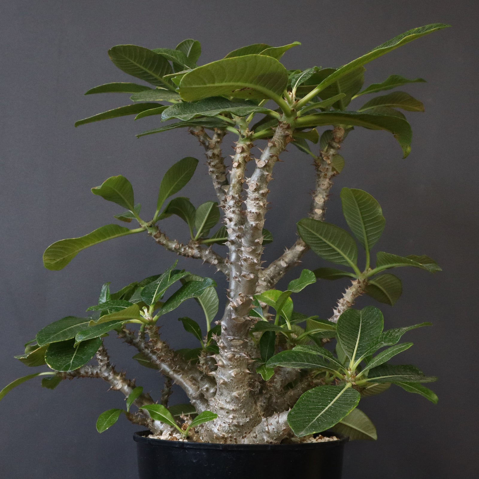 P・ウィンゾリー （実生） 75 – TaiShoDo ONLINE SHOP