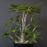 P・ウィンゾリー （実生） 75