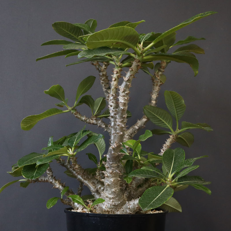 P・ウィンゾリー （実生） 75