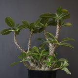 P・ウィンゾリー （実生） 75