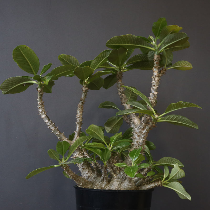 P・ウィンゾリー （実生） 75